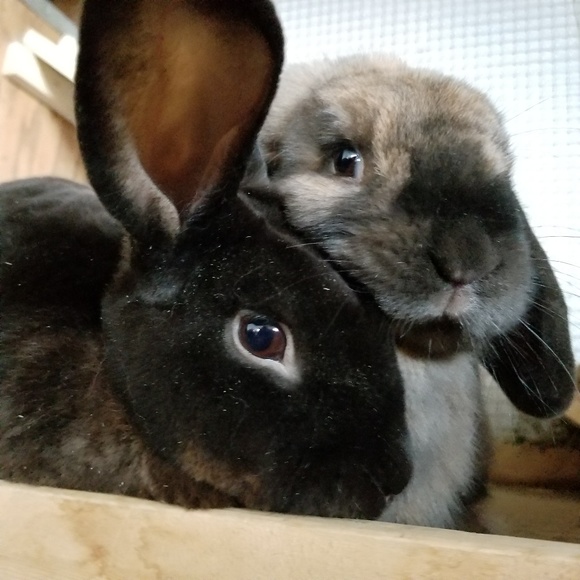 Meet your Posh Ambassador, Anna ๐ - Picture 3 of 8